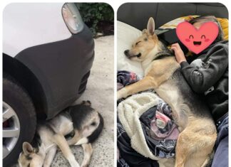 A fost călcat de o mașină, a fost salvat, dar românii au refuzat să îl adopte. Cățelul și-a găsit un stăpân iubitor în Germania Foto: Facebook/Casa lui Patrocle