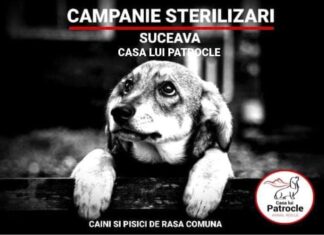 Suceava dă startul campaniilor de sterilizări gratuite pentru câini și pisici Foto: Facebook/ Casa lui Patrocle - Animal Rescue