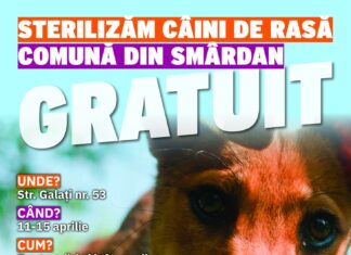 Smârdan: Campanie de sterilizare gratuită pentru câinii și pisicile de rasă comună Sursa foto: Primăria Comunei Smârdan - Jud. Galați