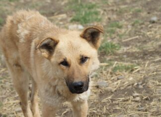 Asociația Casa lui Patrocle: ”Cea mai mare răsplată a muncii noastre este adopția” Sursa foto: Facebook/Asociația Casa lui Patrocle