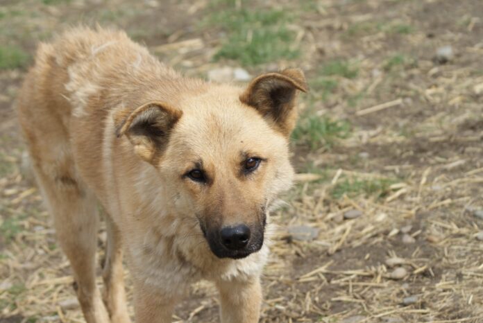 Sursa foto: Facebook/Asociația Casa lui Patrocle