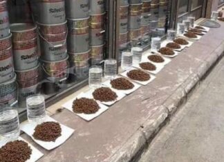 Turcii consideră că pisicile merg în cer și îi spun lui Allah despre cei care au fost buni cu ele Sursa foto: Facebook