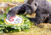 Cea mai bătrână gorilă din lume a împlinit 65 de ani Sursă foto: Facebook/ Zoo Berlin