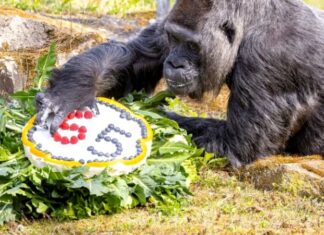 Cea mai bătrână gorilă din lume a împlinit 65 de ani Sursă foto: Facebook/ Zoo Berlin