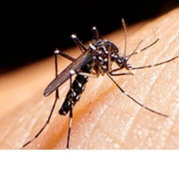 Oamenii de știință avertizează: Există riscul să apară un nou focar de virus Zika