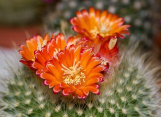Încălzirea globală va duce la dispariția mai multor specii de cactuși Sursa foto: Pixabay