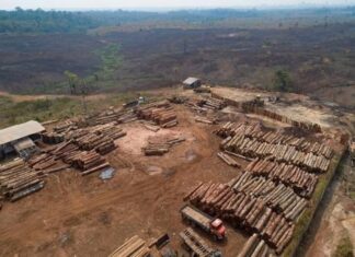 Doar 3% dintre alertele de defrişare din Brazilia au fost verificate de autoritățile din această țară Sursa foto: Radio Eco Natura