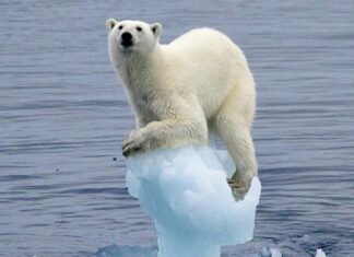 Omenirea, vinovată pentru supraîncălzirea planetei Sursa foto: Facebook/Radio Eco Natura