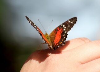 Florile înfloresc mai devreme, păsările cântă prea târziu, iar din armonia primăverii a rămas doar astenia Sursa foto: Radio Eco Natura
