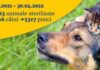 Aproape 7000 de animale fără pedigree au fost sterilizate în București Sursa foto: Facebook/Nicușor Dan