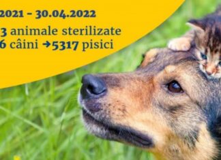 Aproape 7000 de animale fără pedigree au fost sterilizate în București Sursa foto: Facebook/Nicușor Dan