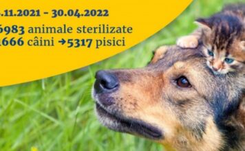 Aproape 7000 de animale fără pedigree au fost sterilizate în București Sursa foto: Facebook/Nicușor Dan