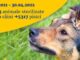 Aproape 7000 de animale fără pedigree au fost sterilizate în București Sursa foto: Facebook/Nicușor Dan
