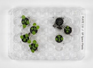 Plante cultivate în premieră în solul adus de pe Lună Sol lunar