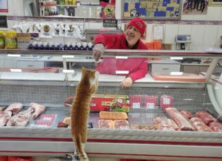 ”Prietenii care mă așteaptă la ușă”: Un măcelar din Turcia hrănește zilnic animalele fără stăpân Captură video/Youtube