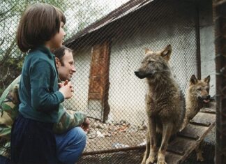 Viața unui scriitor român cu lupii: ”Intram în ţarc şi îngenuncheam. Împărţeam carnea cu amândouă mâinile. Împărţeam şi mângâieri” Sursă foto: Facebook/Nicolae Romulus Dărămuș