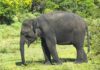 Un elefant din SUA rămâne la grădina zoologică, după ce magistrații au decis că nu poate avea aceleași drepturi ca și oamenii Elefant