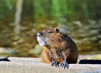 Un castor a lăsat fără acces la Internet mai multe orașe din Canada Foto: Pixabay