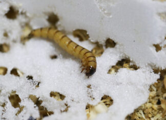 Descoperire științifică uluitoare: „viermii” care mănâncă plastic Vierme