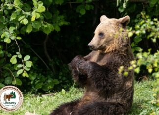 Cel mai mare sanctuar de urși bruni din lume, localizat în România, are un program special pe durata verii Foto: Facebook/AMP - Bear Sanctuary Zărnești
