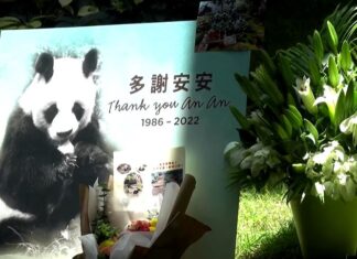 Cel mai bătrân urs panda din lume a fost eutanasiat Captură video: Facebook/INQUIRER.net