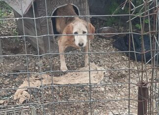 Câinii de la adăpostul ”Amicii noștri” din Turda au nevoie urgentă de hrană Foto: Facebook/Amicii noștri