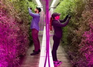 Agricultura viitorului, în viziunea fratelui lui Elon Musk: Containere transformate în ferme Agricultura in containere