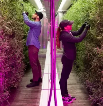 Agricultura viitorului, în viziunea fratelui lui Elon Musk: Containere transformate în ferme Agricultura in containere