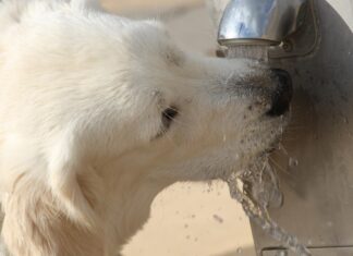 În perioada de caniculă, și animale străzii au nevoie de apă Sursă foto: Pixabay