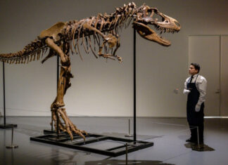 Scheletul unui dinozaur, vândut pentru suma de 6 milioane de dolari unui cumpărător anonim Gorgonzaur