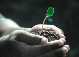 Unele plante pot crește în întuneric, iar cultivarea lor ar putea reduce prețurile la alimente Sursă foto: Pixabay