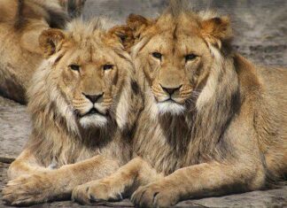 Animalele de la ZOO Brașov, hrănite cu fructe și carne congelată pentru a suporta canicula Lei