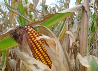 Întârzieri în recoltarea porumbului în Maramureș, din cauza ploilor abundente Porumb