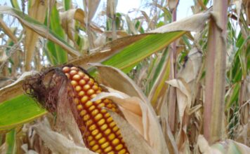 România va exporta mai puțin porumb din cauza secetei Porumb