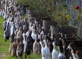 Viticultura viitorului: O „armată ” de rațe este folosită pentru combaterea dăunătorilor dintr-o podgorie din Africa de Sud Rate