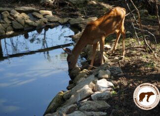 Sanctuarul din Zărnești: ”Animalele au nevoie nevoie imediată de hrană!” Foto: Facebook/AMP Libearty - Bear Sanctuary