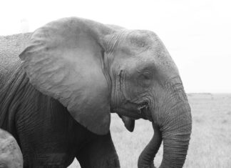 Pentru prima dată, moartea unui elefant este cauzată de secetă Foto: Facebook/Amboseli Trust for Elephants
