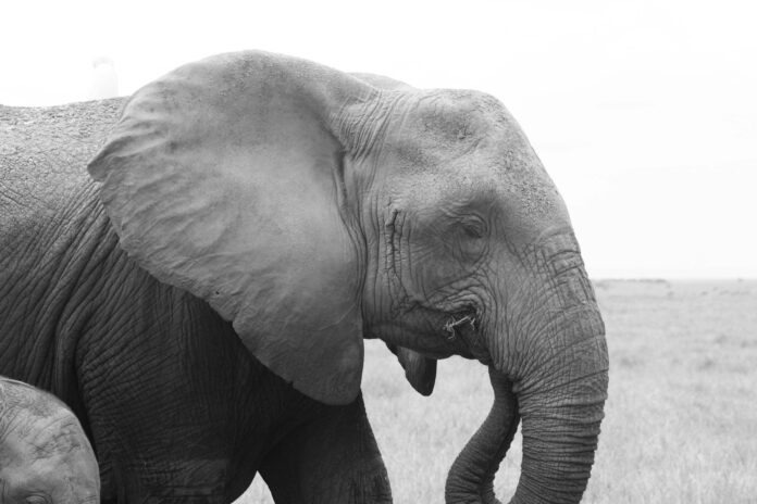 Foto: Facebook/Amboseli Trust for Elephants
