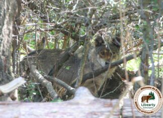 Un lup din grădina zoologică din Zaporoje, Ucraina, a fost preluat de Sanctuarul din Zărnești Foto: Facebook/AMP Libearty - Bear Sanctuary