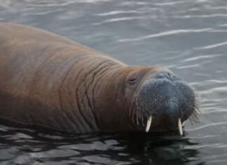 Morsa Freya a fost eutanasiată de autoritățile norvegiene. Animalul ar fi reprezentat ”un risc” pentru oameni Captură video Youtube/BBC
