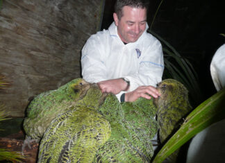 O specie pe cale de dispariție a înregistrat o creștere spectaculoasă a numărului de indivizi Sursă foto: Wikipedia