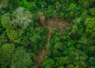 O pădure virgină de mărimea unui teren de fotbal dispare la fiecare 5 secunde Padure Amazon