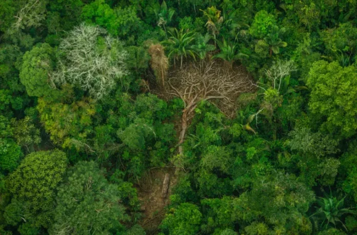 Padure Amazon