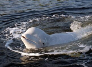 Mai multe bărci din apele din jurul Spaniei, scufundate de un grup de balene ucigașe Balena beluga