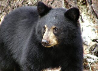 VIDEO: Un bărbat s-a trezit cu ursul în bucutărie: ”Mi-a mâncat toate dulciurile” Sursă foto: Pixabay