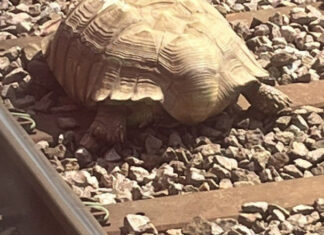 Broască țestoasă dobrogeană, ținută ilegal de un localnic din Constanța Broasca Testoasa