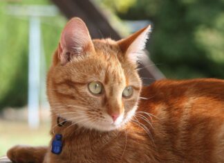 Zgărzile cu clopoței reprezintă un pericol constant pentru pisici Sursă foto: Pixabay