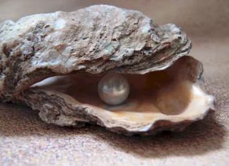 Un bărbat a descoperit o perlă rară în farfuria cu scoici comandată perla