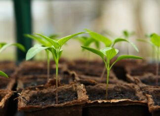 Va fi amenajată prima seră în spațiu: proiectul ar putea începe de anul viitor Sursă foto: Pixabay