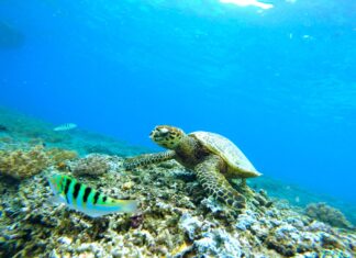 Criza climatică duce la dispariția țestoaselor de mare Sursă foto: Pixabay